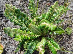 Perdicium capense